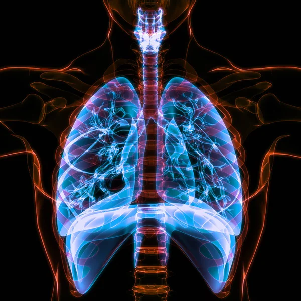 Anatomía Del Diafragma Del Sistema Respiratorio Humano —  Fotos de Stock