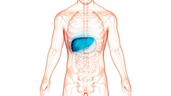 Ihmisen Sisäinen Ruoansulatuselimistön Maksan Anatomia — kuvapankkivalokuva