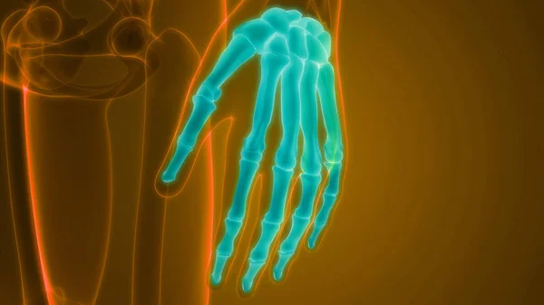 Human Skeleton System Palm Hand Bone Joints Anatomy — Stock Photo, Image