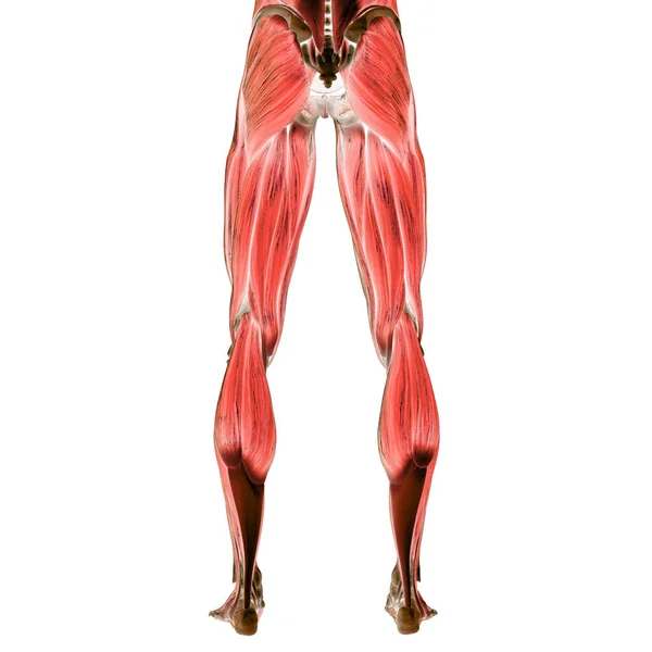 Mięśnie Częścią Anatomii Układu Mięśniowego Człowieka — Zdjęcie stockowe