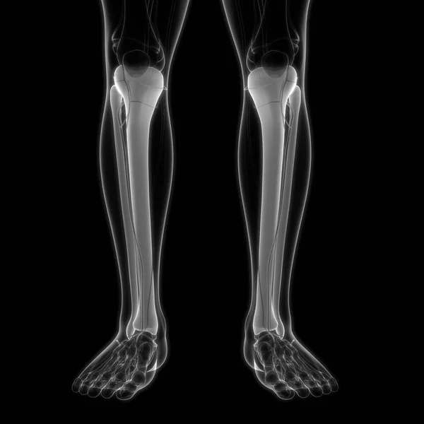 人类骨骼系统胫骨和腓骨骨节解剖 — 图库照片