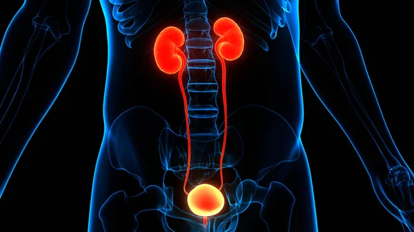 Human Urinary System Kidneys Bladder Anatomy — Stock Photo, Image