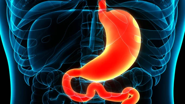 Apparato Digerente Umano Stomaco Con Piccolo Intestino Anatomia — Foto Stock