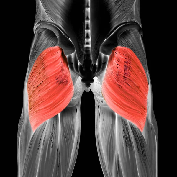 Людська Язова Система Віднімає Язи Gluteus Maximus Muscle Anatomy — стокове фото