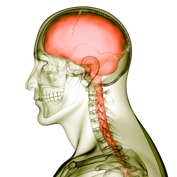 Ústřední Orgán Anatomie Lidského Nervového Systému — Stock fotografie