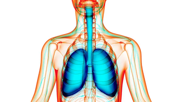 Concepto Anatomía Pulmonar Del Sistema Respiratorio Humano —  Fotos de Stock