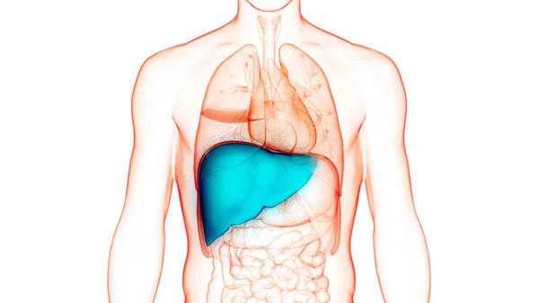 Anatomia Fígado Órgão Digestivo Interno Humano — Fotografia de Stock