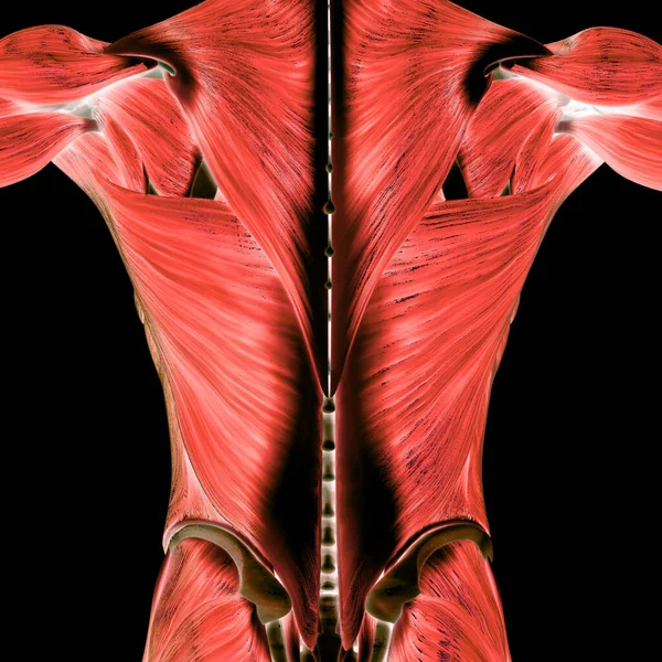 人間の筋肉系の解剖学の一部を筋肉 — ストック写真