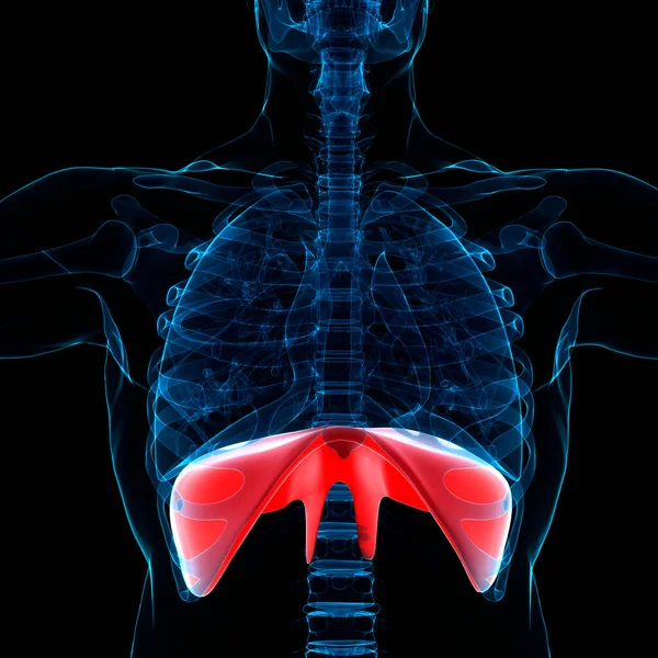 Anatomia Diafragma Sistema Respiratório Humano — Fotografia de Stock