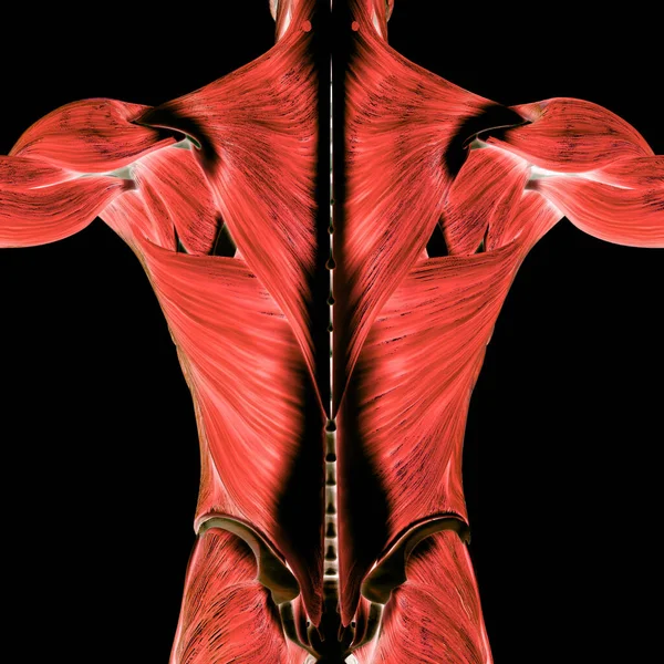 Músculos Una Parte Anatomía Del Sistema Muscular Humano — Foto de Stock