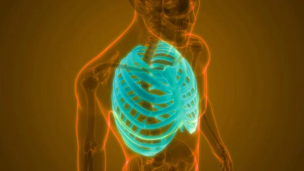 Anatomie Der Knochengelenke Brustkorb Des Menschlichen Skelettsystems — Stockfoto