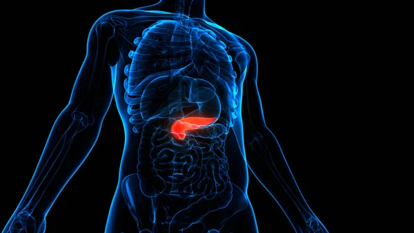 Safra Kesesi Anatomisi Olan Insan Organları Pankreası Boyut — Stok fotoğraf