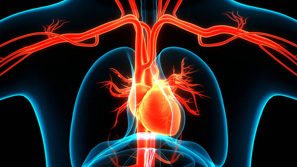 Human Circulatory System Heart Anatomy. 3D