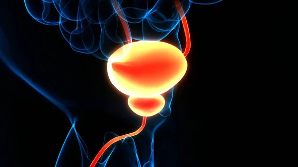 Anatomía Vesical Del Sistema Urinario Humano — Foto de Stock