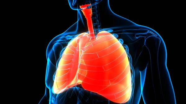 3D  Concept of Human Respiratory System Lungs Anatomy