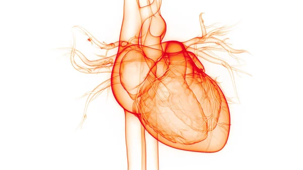 Nsan Dolaşım Sistemi Kalp Anatomisi Boyut — Stok fotoğraf