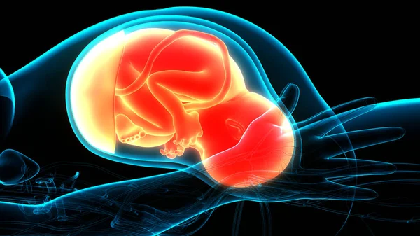 Human Fetus Baby Womb Anatomy — Stock Photo, Image