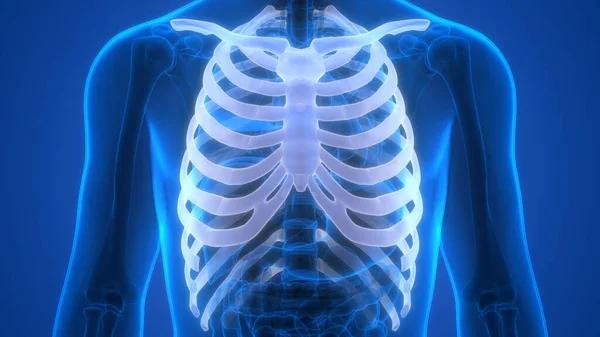 Sistema Esquelético Humano Jaula Costillas Anatomía Las Articulaciones Óseas —  Fotos de Stock