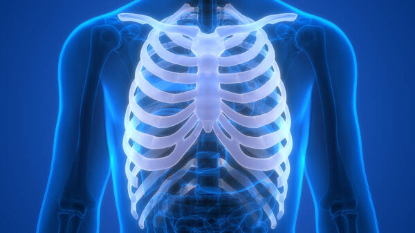 Рёберные суставы человеческой скелетной системы анатомия. 3D