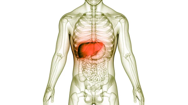 Human Internal Digestive Organ Liver Anatomy Inglés —  Fotos de Stock