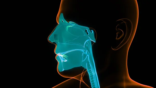 Ανθρώπινο Αναπνευστικό Σύστημα Larynx Και Pharynx Anatomy — Φωτογραφία Αρχείου