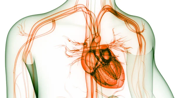 Anatomia Cardiaca Del Sistema Circolatorio Umano — Foto Stock