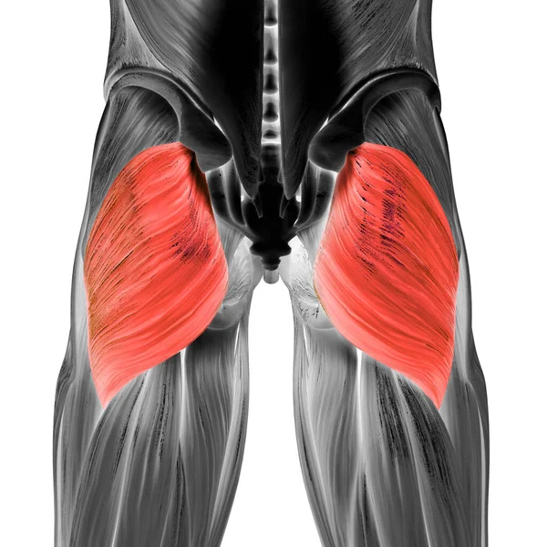 Système Musculaire Humain Muscles Des Jambes Gluteus Maximus Anatomie Musculaire — Photo