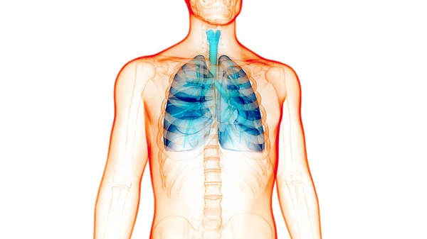 Koncepcja Anatomii Płuc Ludzkiego Układu Oddechowego — Zdjęcie stockowe