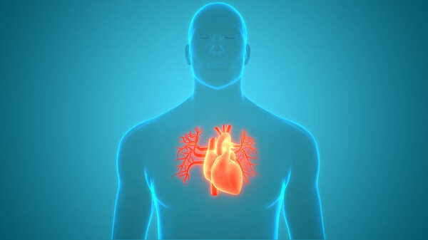 Human Circulatory System Heart Anatomy. 3D
