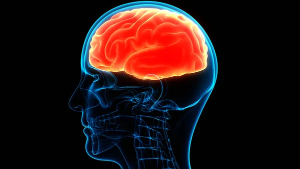 Central organ of Human Nervous System Brain Anatomy. 3D