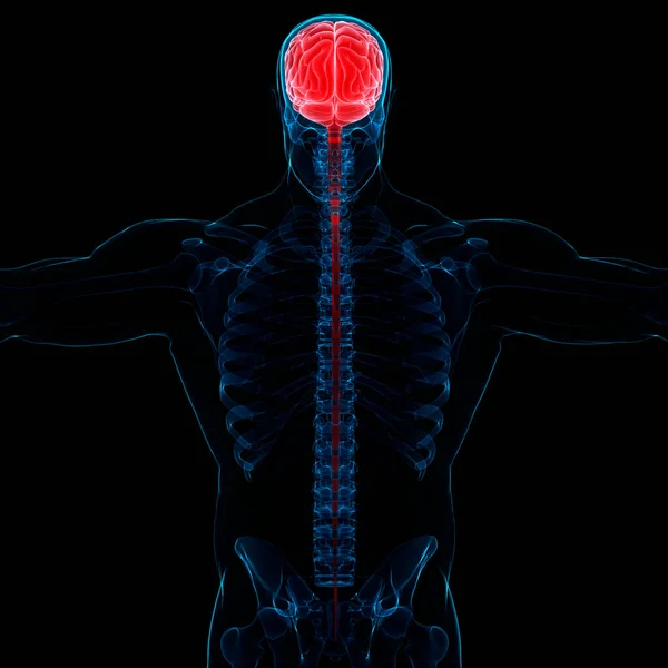 해부학 Brain Anatomy 신경계의 일종이다 — 스톡 사진