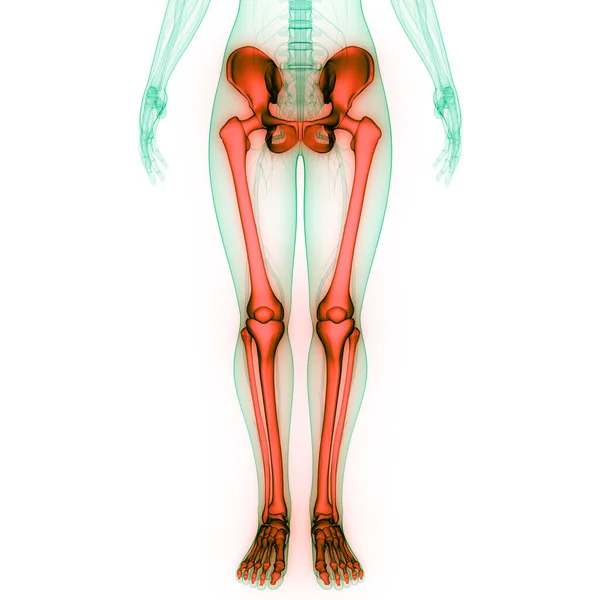 Gambe Del Sistema Scheletrico Umano Anatomia Delle Articolazioni Ossee Illustrazione — Foto Stock