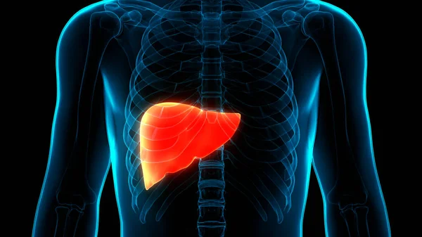 Ludzki Wewnętrzny Organ Trawienny Anatomia Wątroby — Zdjęcie stockowe