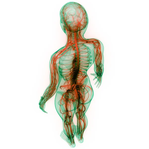 Órgano Central Del Sistema Nervioso Humano Anatomía Cerebral —  Fotos de Stock