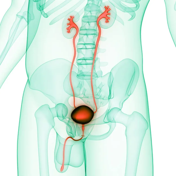 Anatomía Vesical Del Sistema Urinario Humano — Foto de Stock