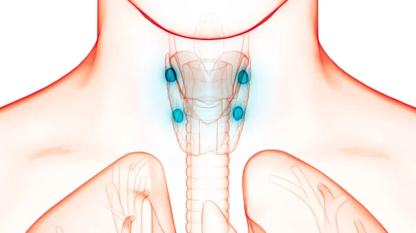 Emberi Test Glands Lobes Pajzsmirigy Gland Anatómia — Stock Fotó