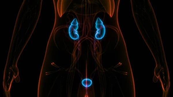 Njurar Med Urinblåsa Anatomi Tredimensionell — Stockfoto