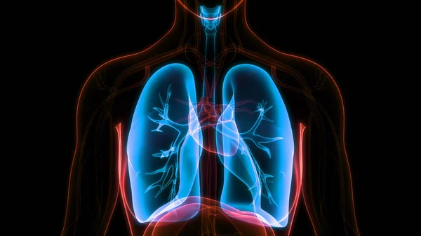 Human Respiratory System Diaphragm Anatomy — Stock Photo, Image