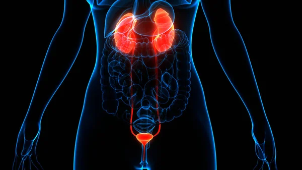 Nieren Van Het Menselijk Urinesysteem Met Blaasanatomie — Stockfoto