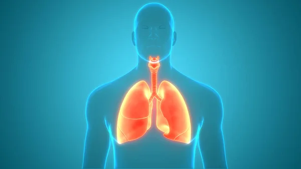 Koncepce Plicní Anatomie Lidského Respiračního Systému — Stock fotografie