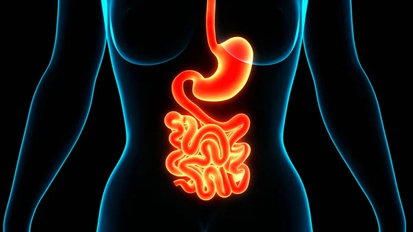Human Digestive System Stomach with Small Intestine Anatomy. 3D