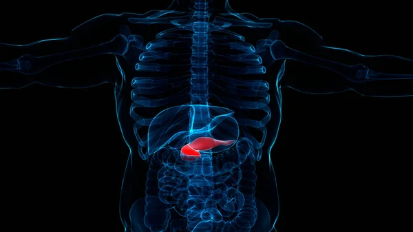 人体内部器官胰腺解剖 — 图库照片