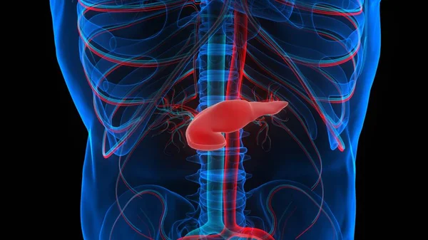 Anatomia Pâncreas Órgão Interno Humano — Fotografia de Stock