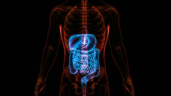 ヒト消化器系の解剖学 — ストック写真
