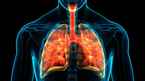 Concetto Anatomia Polmonare Del Sistema Respiratorio Umano — Foto Stock