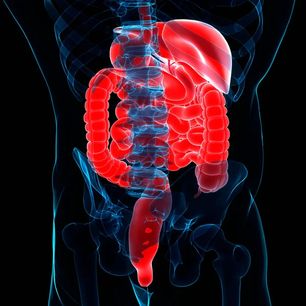 Anatomía Del Sistema Digestivo Humano — Foto de Stock