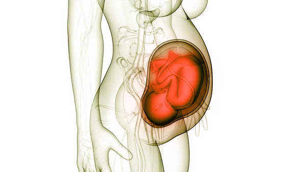 Человеческий Зародыш Анатомии Матки — стоковое фото
