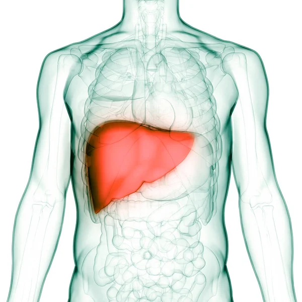 Nsan Sindirim Organı Anatomisi Boyut — Stok fotoğraf