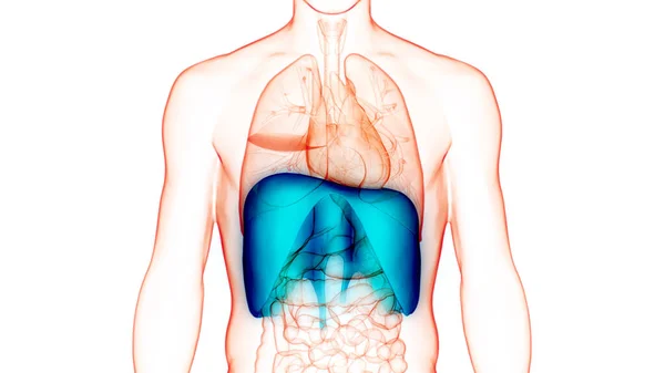 Anatomia Diafragma Sistema Respiratório Humano — Fotografia de Stock