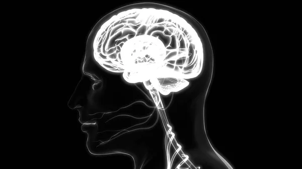 해부학 Brain Anatomy 신경계의 일종이다 — 스톡 사진